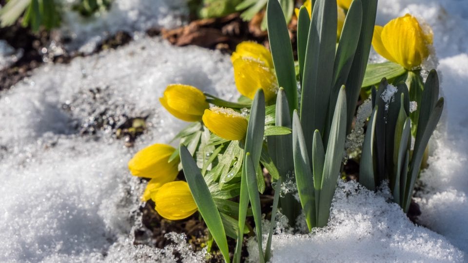Schnee im Frühling