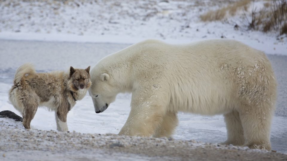 Ein Eisbär und ein Hund